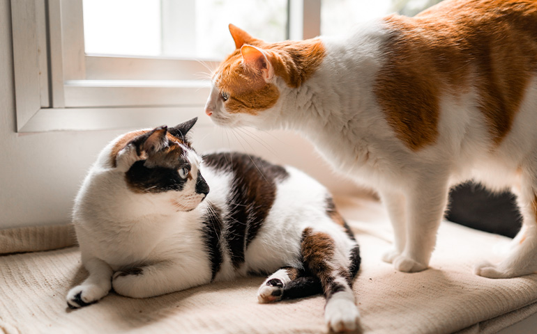 Tenho um gato e adotei mais um. E agora?