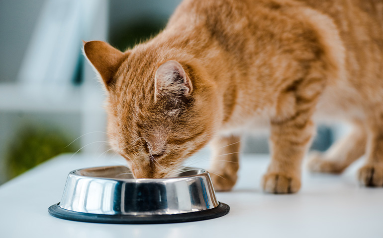 O que acontece quando você dá alimentos úmidos para o seu gato?